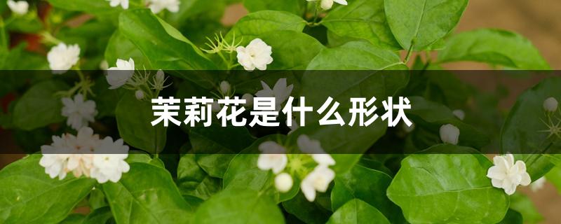 茉莉花是什么形状