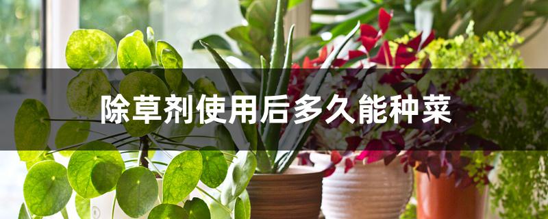 除草剂使用后多久能种菜 除草剂使用后多久能种菜