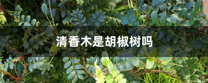 清香木是胡椒树吗