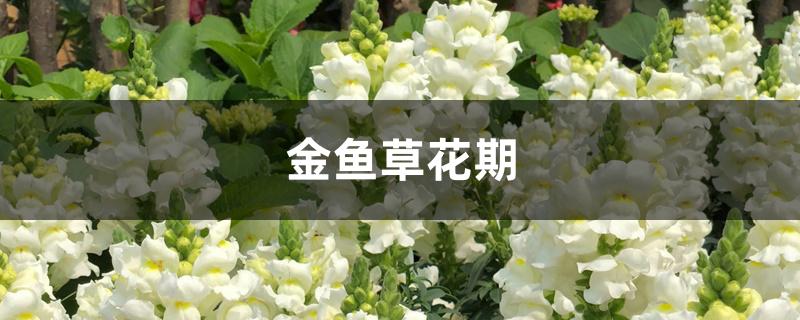 金鱼草花期