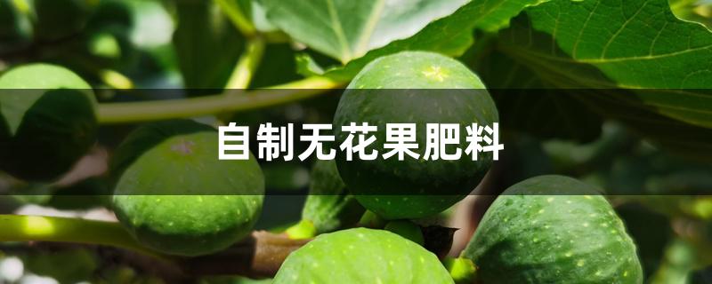 自制无花果肥料