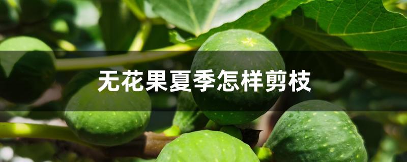 无花果夏季怎样剪枝