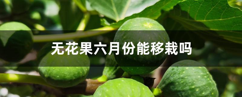 无花果六月份能移栽吗