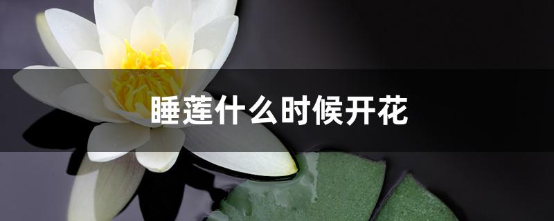 睡莲什么时候开花