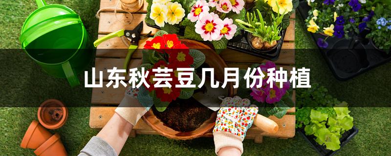 山东秋芸豆几月份种植 山东秋芸豆几月份种植