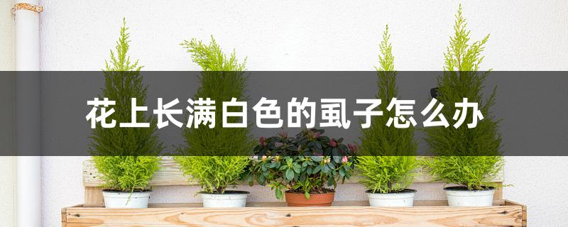 花上长满白色的虱子怎么办