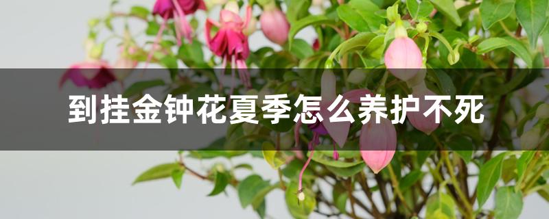 到挂金钟花夏季怎么养护不死