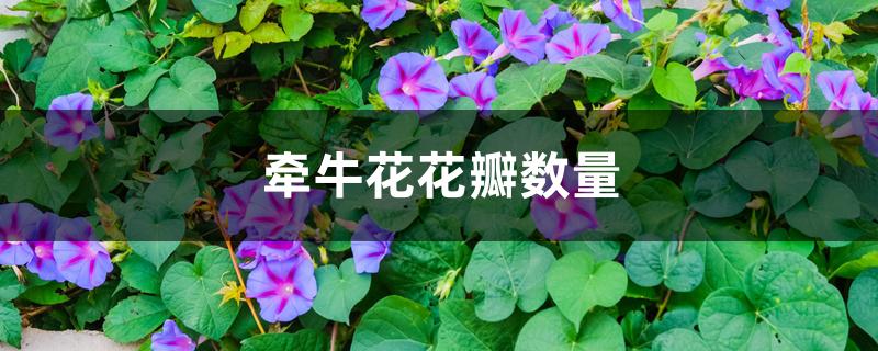 牵牛花花瓣数量