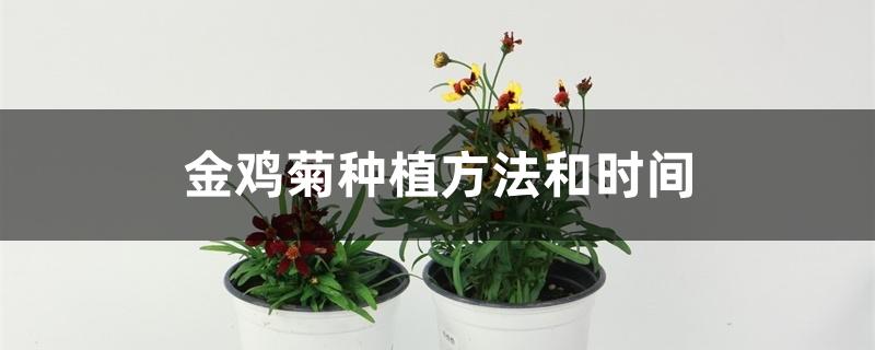 金鸡菊种植方法和时间