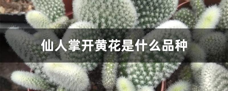 仙人掌开黄花是什么品种