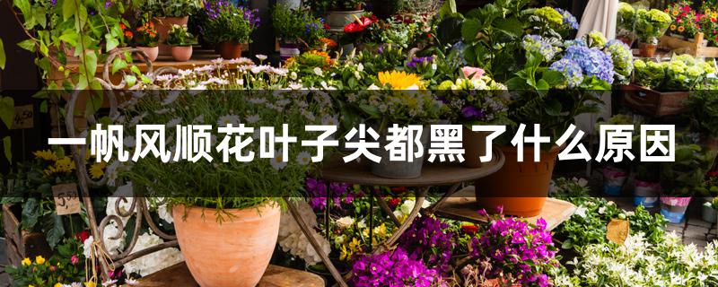 一帆风顺花叶子尖都黑了什么原因