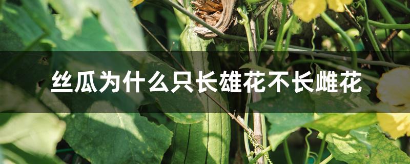 丝瓜为什么只长雄花不长雌花