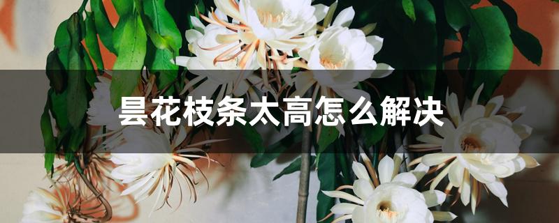 昙花枝条太高怎么解决