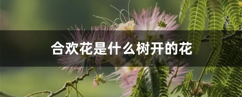 合欢花是什么树开的花