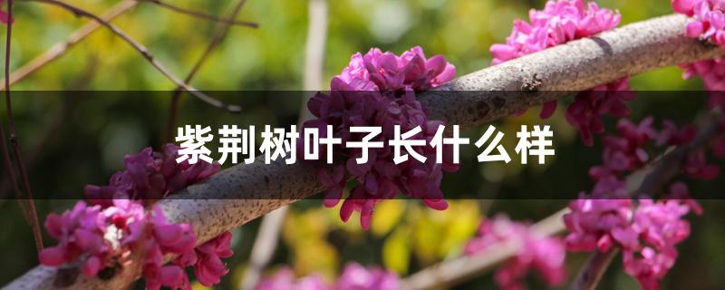 紫荆树叶子长什么样