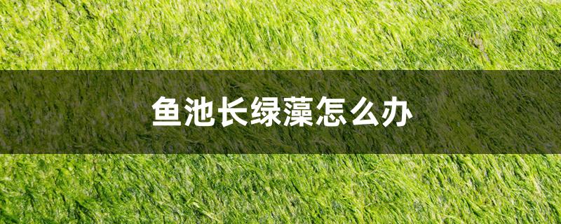 鱼池长绿藻怎么办 鱼池长绿藻怎么办