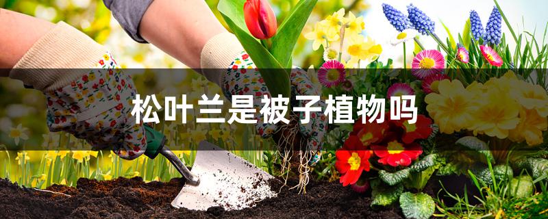 松叶兰是被子植物吗