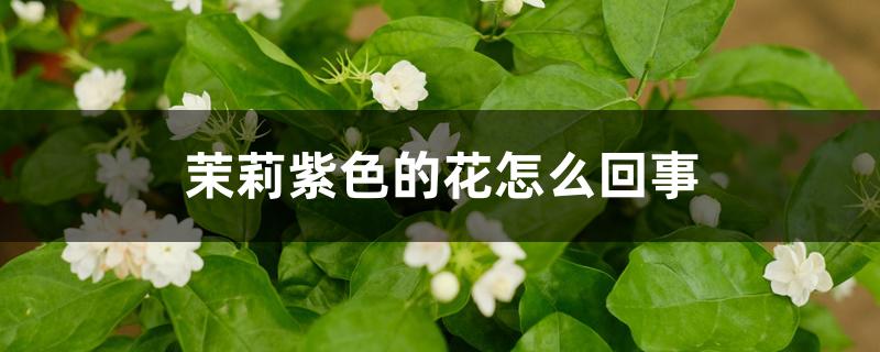 茉莉紫色的花怎么回事