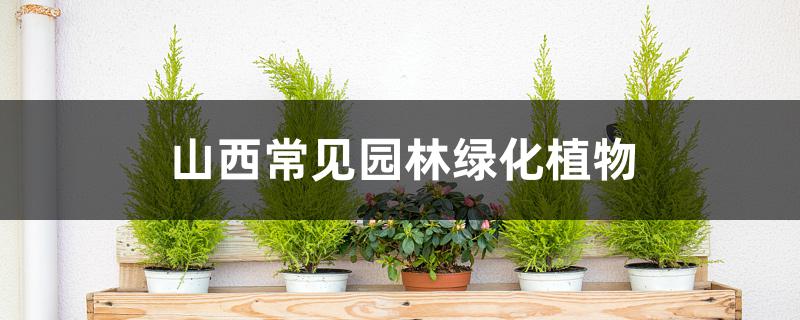 山西常见园林绿化植物