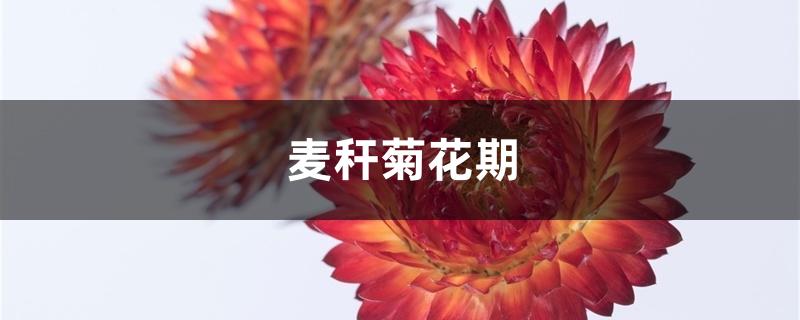 麦秆菊花期