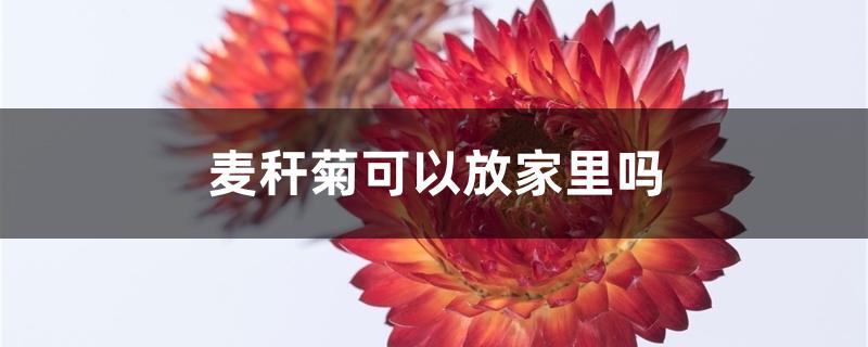 麦秆菊可以放家里吗