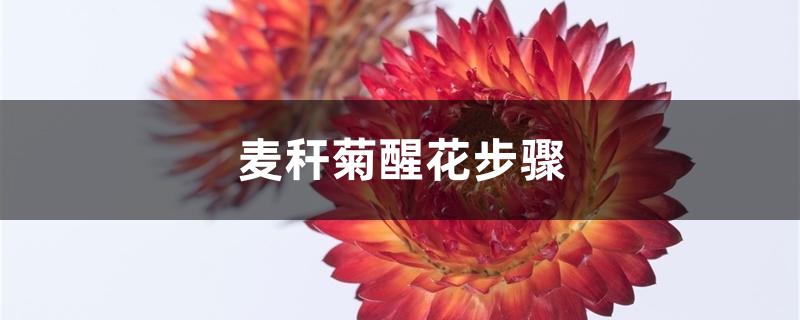 麦秆菊醒花步骤