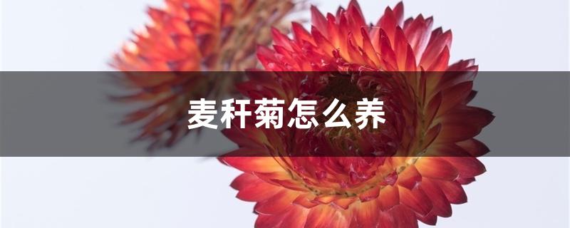 麦秆菊怎么养