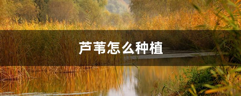 芦苇怎么种植