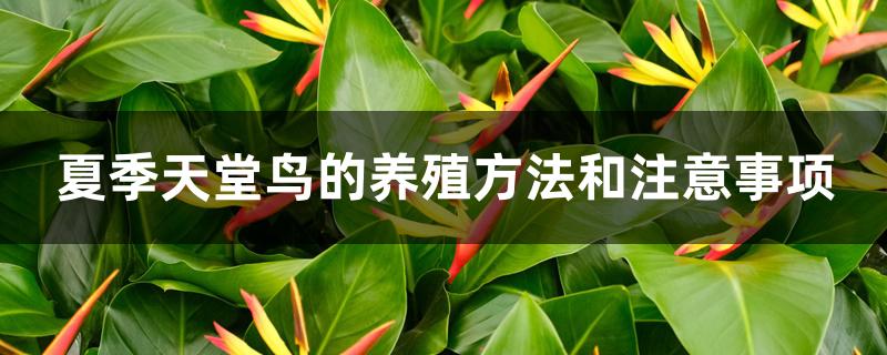 夏季天堂鸟的养殖方法和注意事项