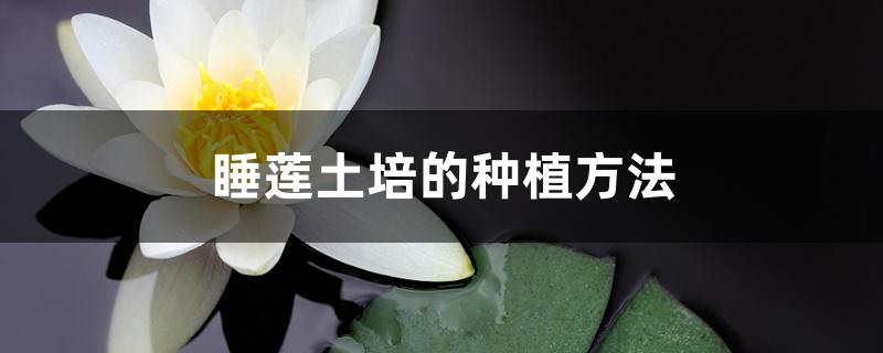 睡莲土培的种植方法