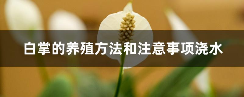 白掌的养殖方法和注意事项浇水 白掌的养殖方法和注意事项浇水