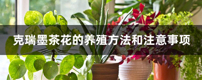 克瑞墨茶花的养殖方法和注意事项