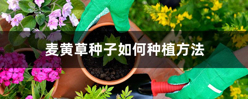 麦黄草种子如何种植方法