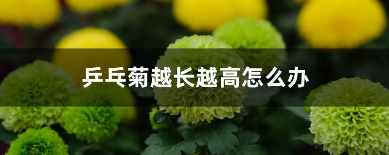 乒乓菊越长越高怎么办