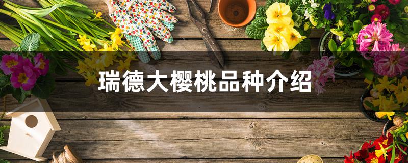 瑞德大樱桃品种介绍 瑞德大樱桃品种介绍