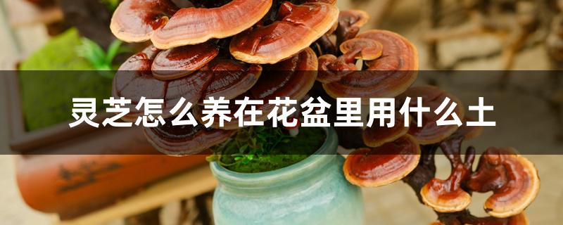 灵芝怎么养在花盆里用什么土 灵芝怎么养在花盆里用什么土