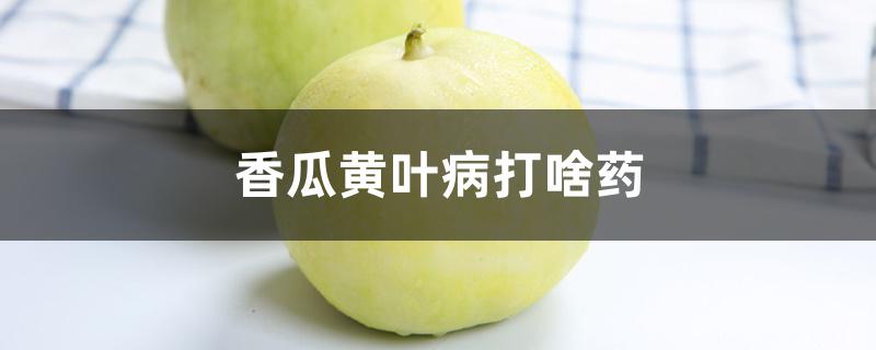 香瓜黄叶病打啥药