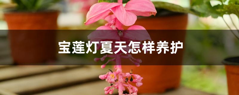 宝莲灯夏天怎样养护