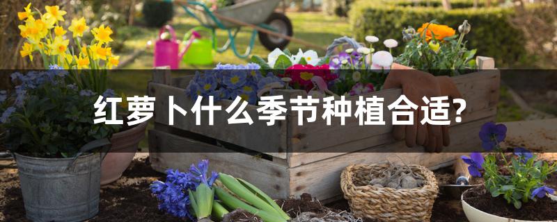 红萝卜什么季节种植合适?