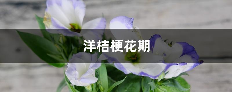 洋桔梗花期