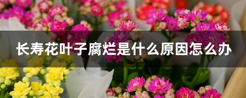 长寿花叶子腐烂是什么原因怎么办