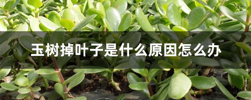 玉树掉叶子是什么原因怎么办 玉树掉叶子是什么原因怎么办
