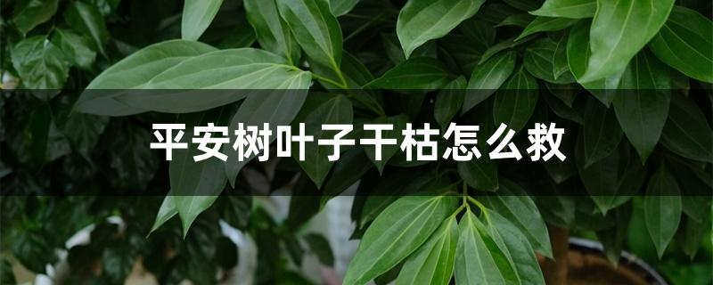 平安树叶子干枯怎么救