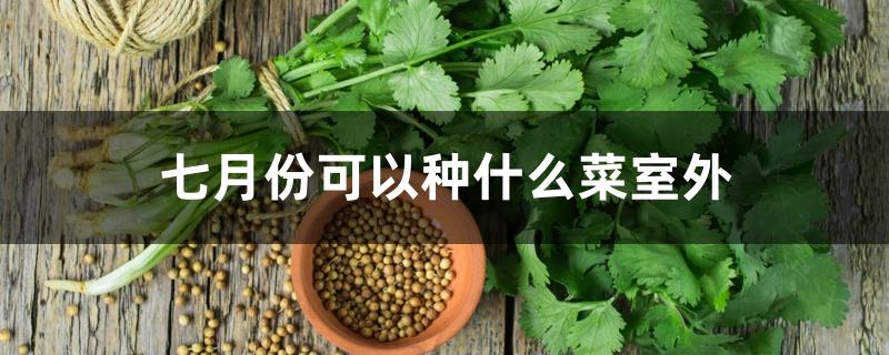 七月份可以种什么菜室外 七月份可以种什么菜室外