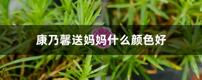 康乃馨送妈妈什么颜色好