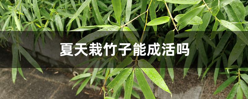 夏天栽竹子能成活吗