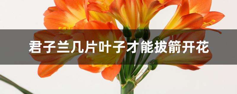 君子兰几片叶子才能拔箭开花