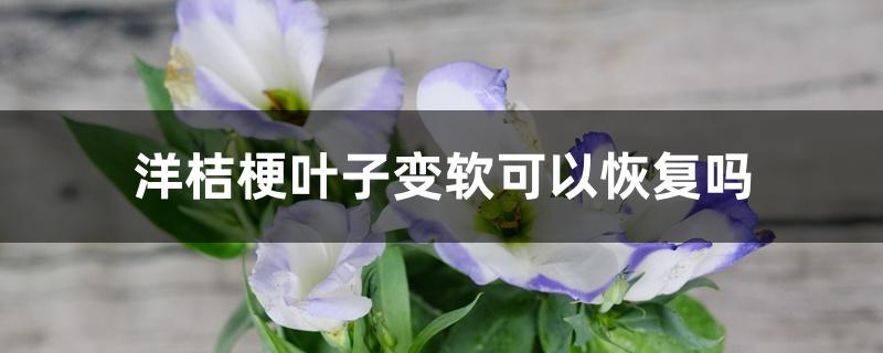 洋桔梗叶子变软可以恢复吗