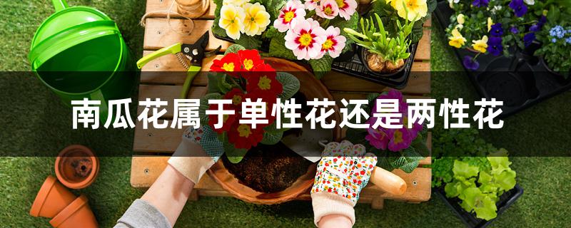 南瓜花属于单性花还是两性花