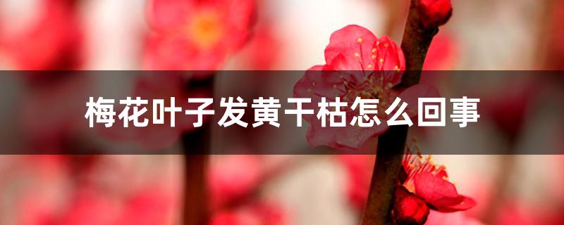 梅花叶子发黄干枯怎么回事